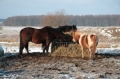 041 Pferde in Grabenitz bei Klink
